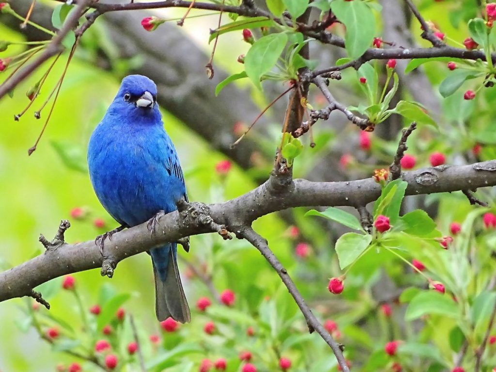 Birds