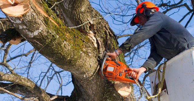 tree care seminole fl
