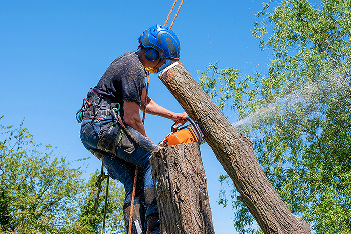 Tree Surgeon Service