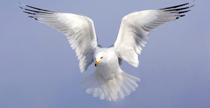 Birds